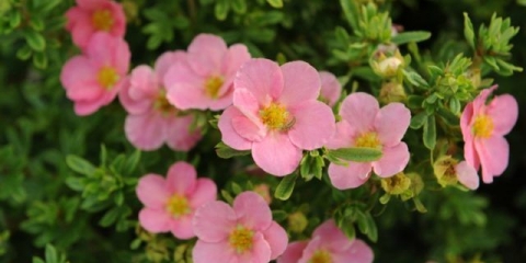 Potentilla lijepa ružičasta ili ružičasta ljepota: opis, sadnja i njega